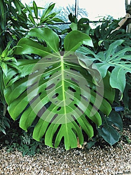 Large leaf of mostera deliciosa. photo