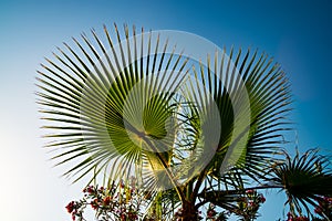 Large leaf palm tree on blue sky