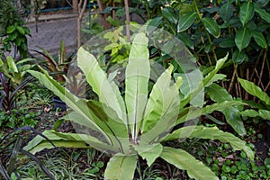 Large leaf plant