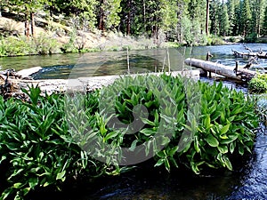 Large leaf plants in Metolius River
