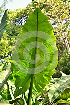 The large leaf of Typhonodorum lindleyanum in the pond in the city park