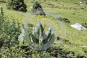 Large-leafed Buzulnik - Ligularia macrophylla