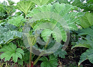 Large leafed Gunnera Manicata or giant rhubarb plant