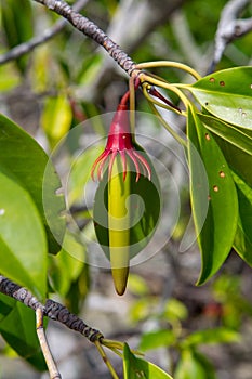 Large-Leafed Orange Mangrove Bruguiera gymnorhiza photo