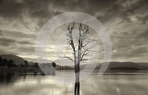 Large leafless tree in lake with birds nest