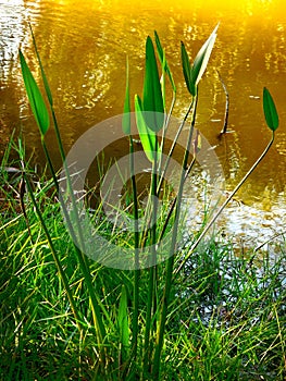 Large Leave Plant at the Edge of a Lake