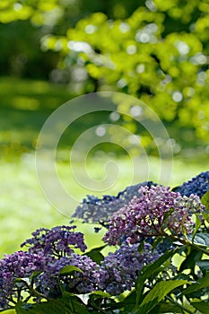 The large-leaved hydrangea blooms on a beautiful spring day