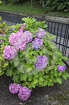 Large-leaved hydrangea, a lush shrub