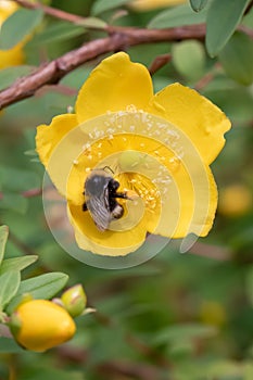 Large-leaved Hypericum grandifolium with bumblebee