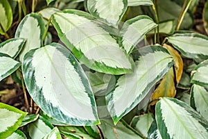 Large leaved jungle greenery in white and dark green collors, reminding us to preserve mother nature and conserve national parks a photo