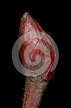 Large-Leaved Lime Tilia platyphyllos. Terminal Bud Closeup