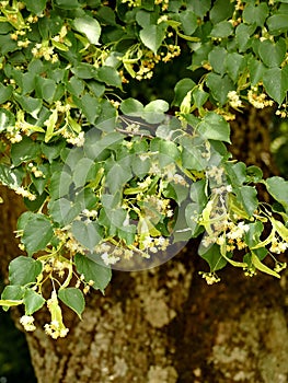 Large-leaved lime tree, medicinal tree with flower