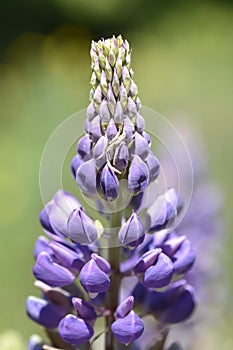 Large leaved lupine photo