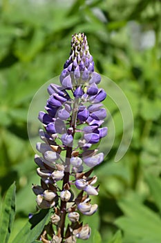 Large leaved lupine photo