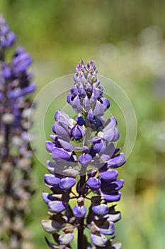 Large leaved lupine photo
