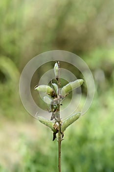 Large leaved lupine photo