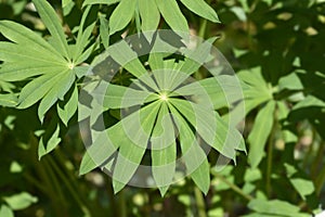 Large leaved lupine photo