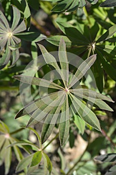 Large leaved lupine photo