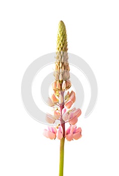 Large-leaved lupine (Lupinus polyphyllus)