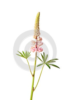 Large-leaved lupine (Lupinus polyphyllus)