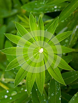 Large-leaved lupine Lupinus polyphyllus with water drops