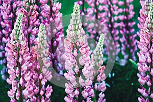Large-leaved lupine purple pink flowers, Lupinus polyphyllus bloom in summer
