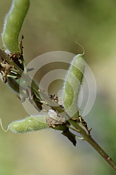Large leaved lupine photo