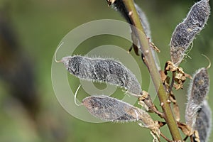 Large leaved lupine photo