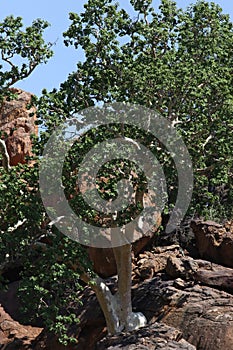 Large-leaved Rock Fig, Ficus abutilifolia