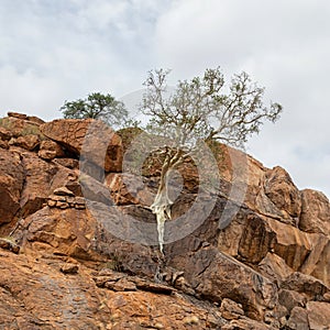 Large-leaved Rock Fig photo