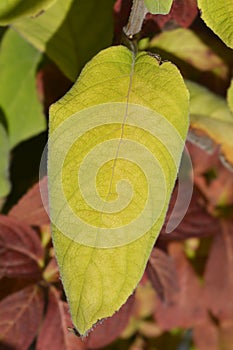 Large-leaved scabrous hydrangea