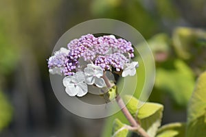 Large-leaved scabrous hydrangea