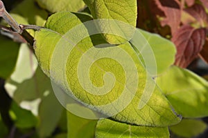 Large-leaved scabrous hydrangea