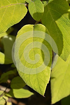 Large-leaved scabrous hydrangea