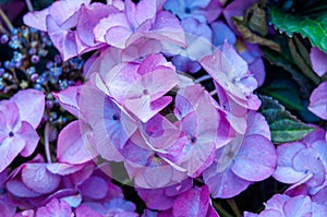 Large-leaved violet hydrangea HydrÃÂ¡ngea in the garden photo