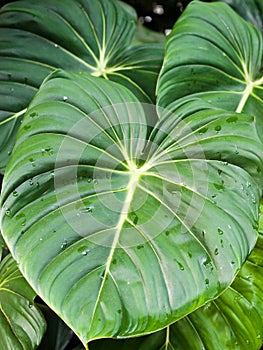 Large Leaves