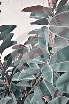 Large leaves of ficus. Background of leaves of ficus.