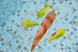 Large leaves floating buoyant in the swimming pool with crystal aqua water.