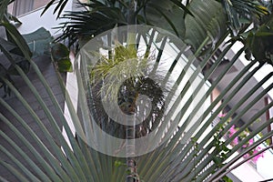 Large leaves of a palm tree
