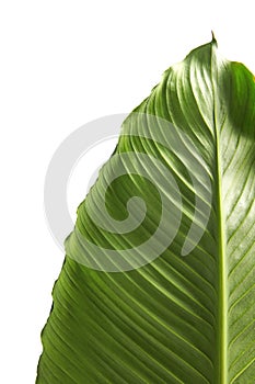 Large leaves of Spathiphyllum or Peace lily, Fresh green foliage isolated on white background