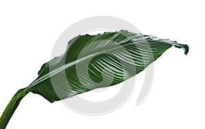 Large leaves of Spathiphyllum or Peace lily, Fresh green foliage isolated on white background