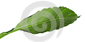 Large leaves of Spathiphyllum or Peace lily, Fresh green foliage isolated on white background