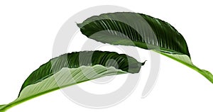 Large leaves of Spathiphyllum or Peace lily, Fresh green foliage isolated on white background