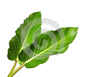 Large leaves of Spathiphyllum or Peace lily, Tropical foliage isolated on white background, with clipping path