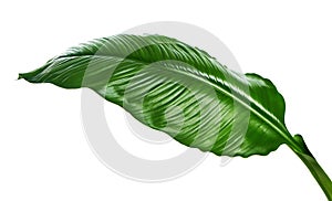 Large leaves of Spathiphyllum or Peace lily, Tropical foliage isolated on white background, with clipping path