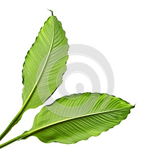 Large leaves of Spathiphyllum or Peace lily, Tropical foliage isolated on white background, with clipping path