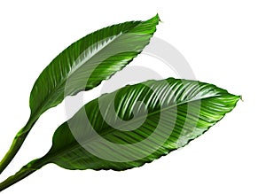 Large leaves of Spathiphyllum or Peace lily, Tropical foliage isolated on white background, with clipping path