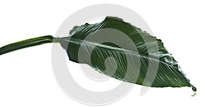 Large leaves of Spathiphyllum, Peace lily, Tropical foliage isolated on white background, with clipping path