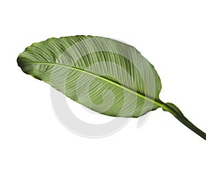 Large leaves of Spathiphyllum, Peace lily, Tropical foliage isolated on white background, with clipping path