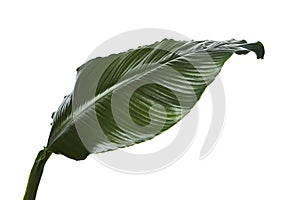 Large leaves of Spathiphyllum, Peace lily, Tropical foliage isolated on white background, with clipping path